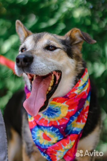 Собака в добрые руки