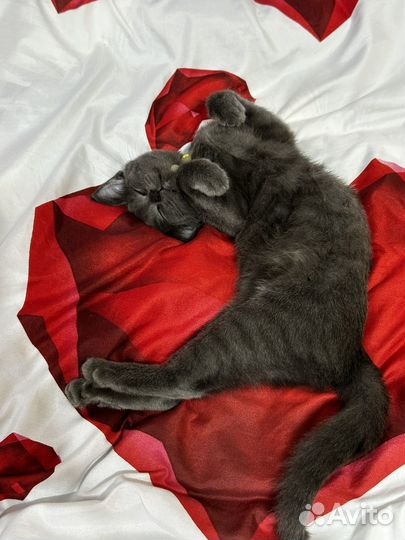 Отдам в добрые руки маленькую кошечку