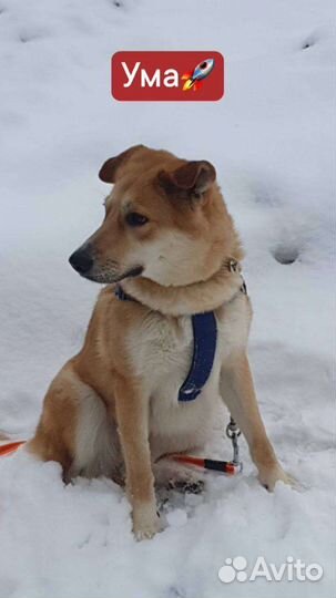 Не дайте умереть собачке в приюте