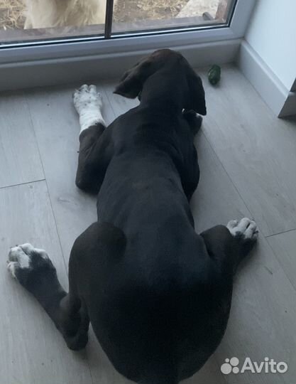 Немецкий дог