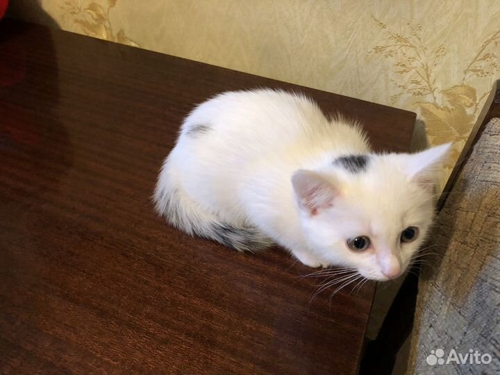 Белый котенок девочка