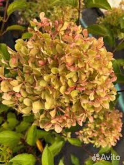 Гортензия метельчатая