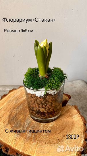 Флорариум в стакане с гиацинтом на 8 марта