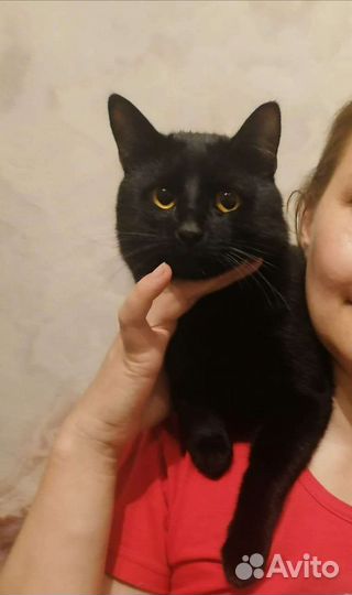 Бомбейский кот