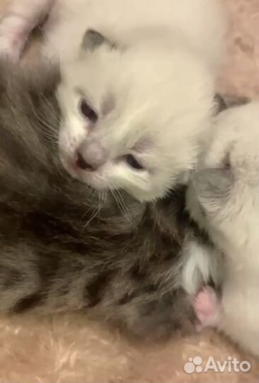 Тайские котята