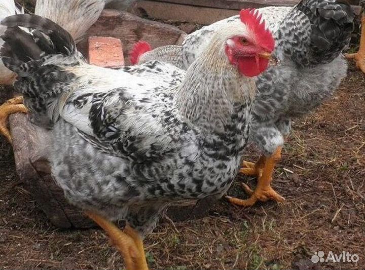 Цветной бройлер цыпленок