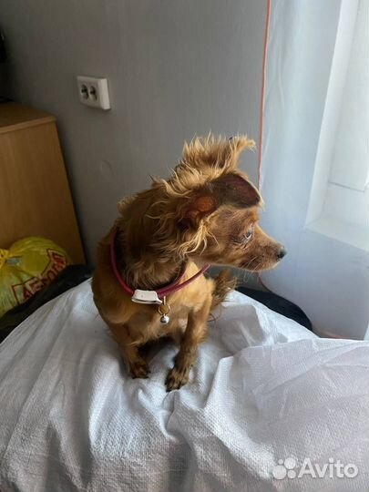 Русский той-терьер девочка