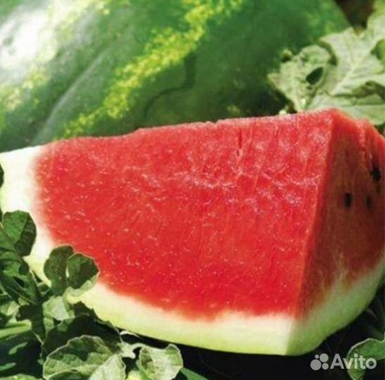 Арбуз (Каристан) цена 18р