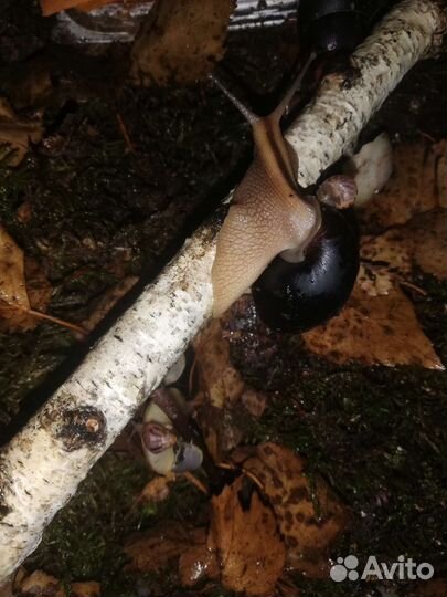 Улитки ахатины, архахатины, древесники