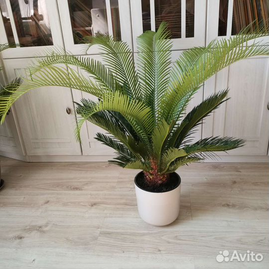 Пальма, Саговая пальма, Цикас