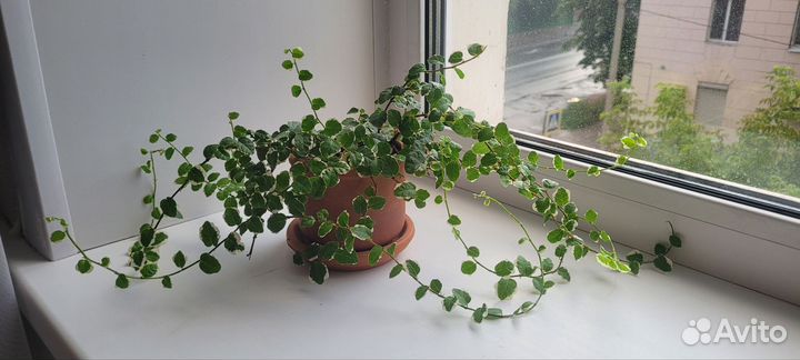 Фикус пумила