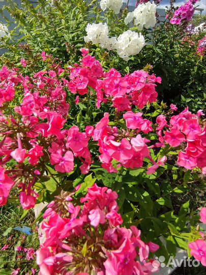 Цветы уличные многолетние