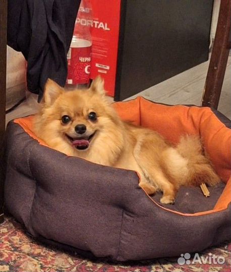 Померанский шпиц