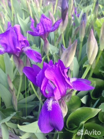 Ирис бородатый синий