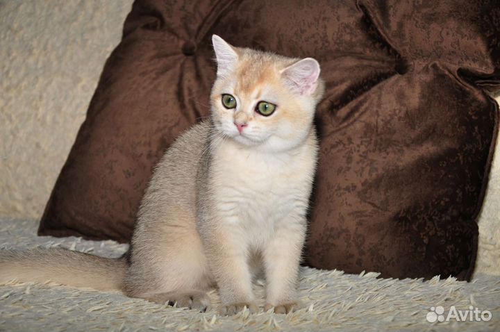 Британская золотая шиншилла