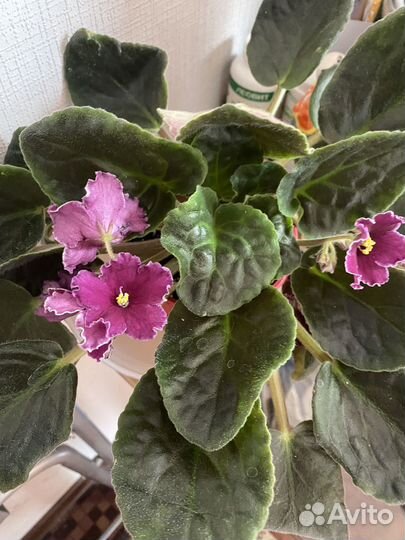 Сортовая Фиалка