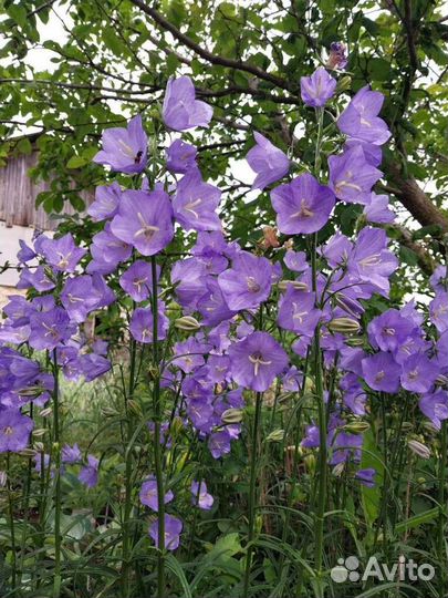 Многолетники (саженцы)