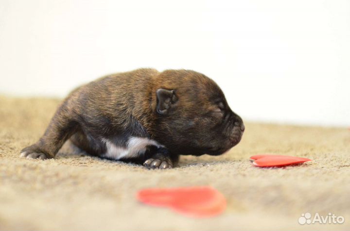 Стаффордширский бультерьер щенок