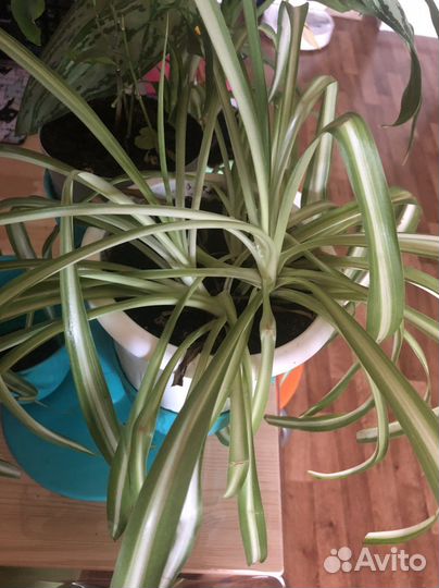 Хлорофитум