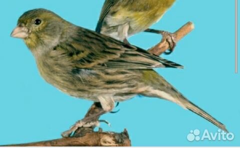 Продам канареек и кенарей