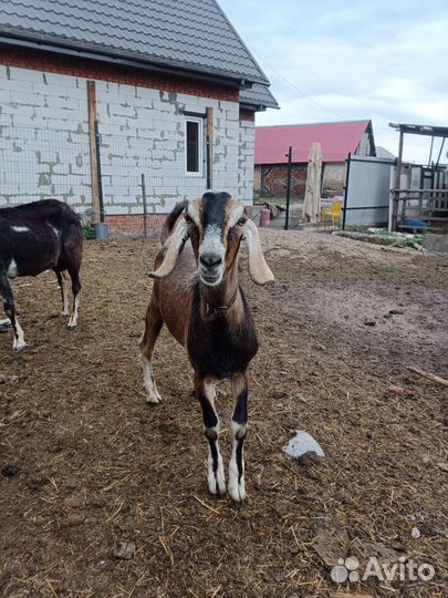 Нубийские козлята