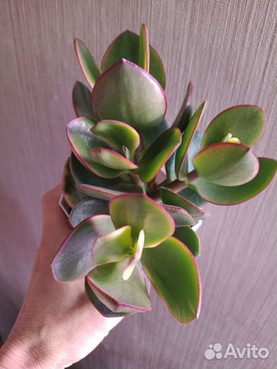 Суккуленты, сортовые крассулы