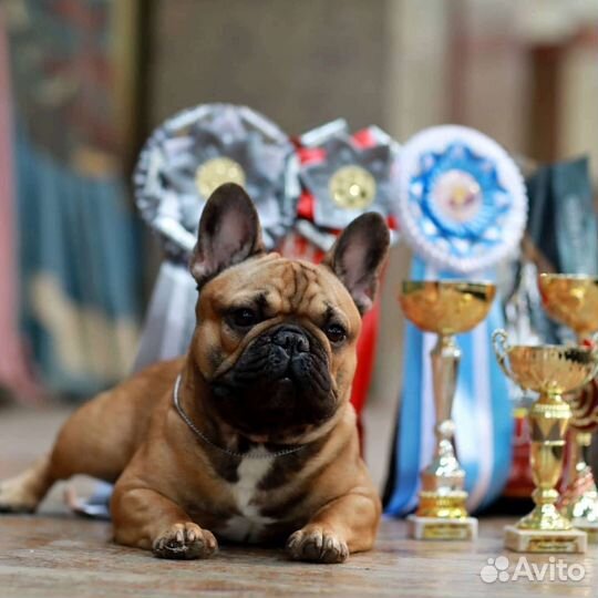 Щенки французского бульдога РКФ