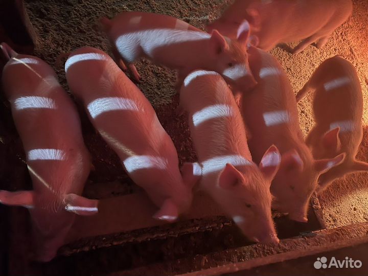 Поросята