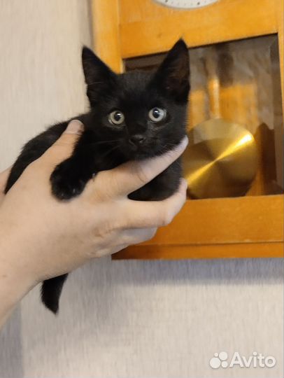 Отдам в хорошие руки черного котёнка