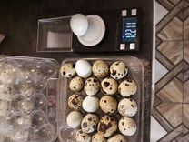Инкубационное яйцо перепелов Техас, Феникс