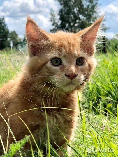 Котята Мейн-Кун