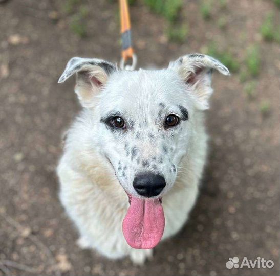 Собака в добрые руки отдам бесплатно