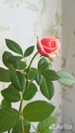 Роза, чудесный аромат