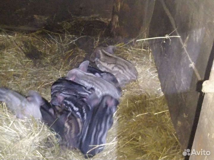 Венгерская пуховая мангалица