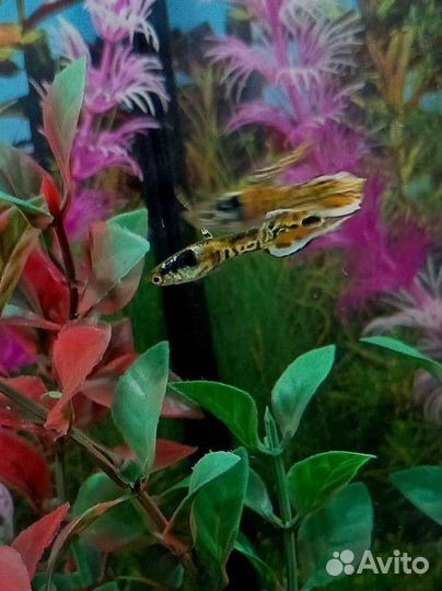 Аквариумные рыбки