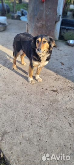 Собака обработан