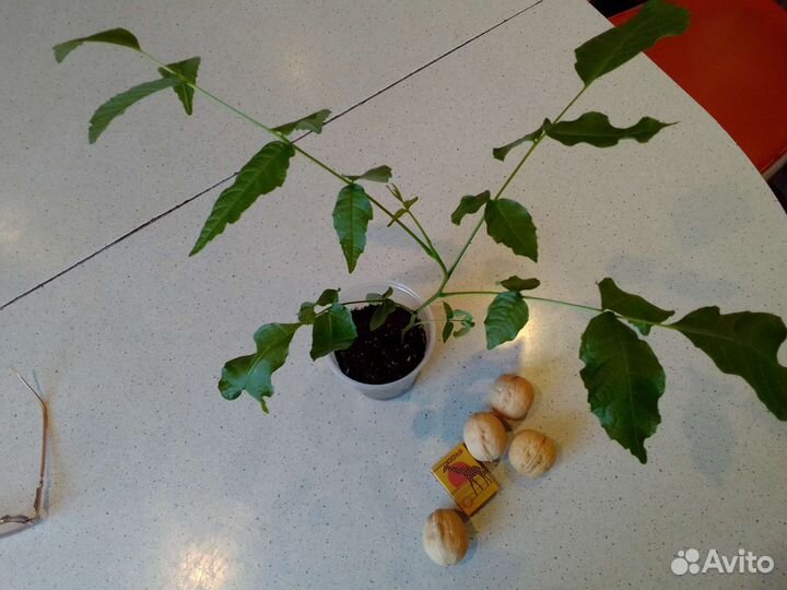 Грецкий орех саженцы