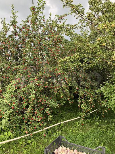 Участок 6,6 сот. (СНТ, ДНП)