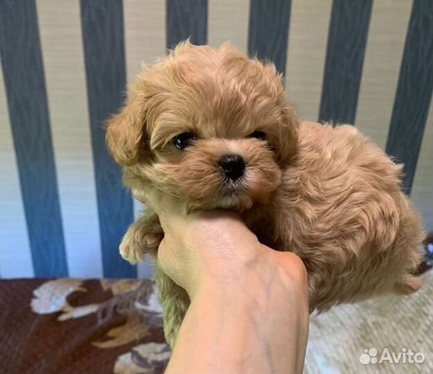 Мальтипу f1 mini