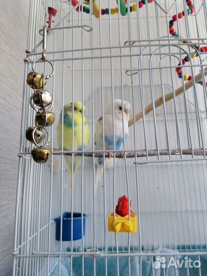 Пара попугаев и большая клетка