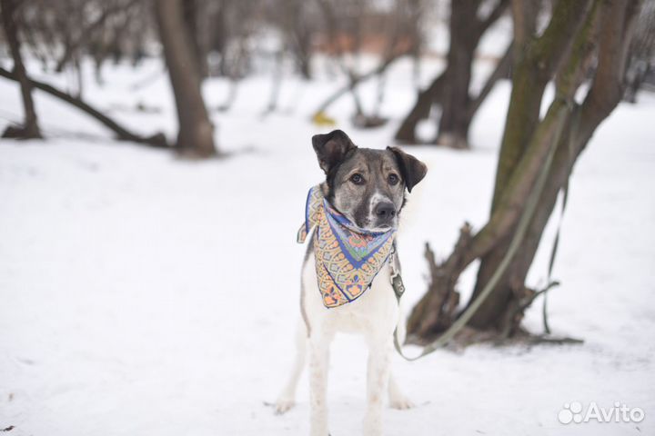 Его предали хозяева и сдали в приют