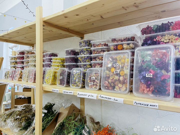 Сухоцветы Гомфрена