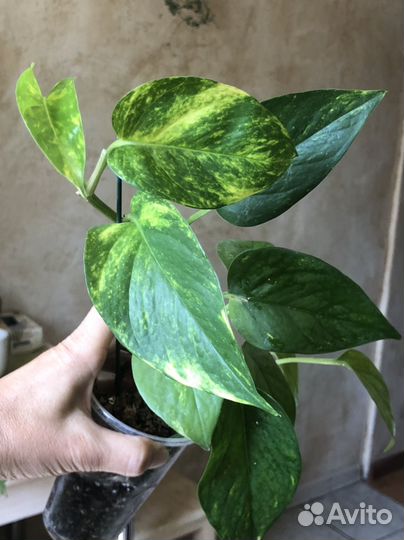 Эпипремнумы/сциндапсусы