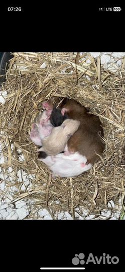 Сирийские хомячки