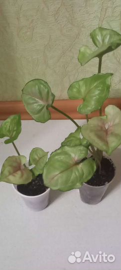 Сингониумы