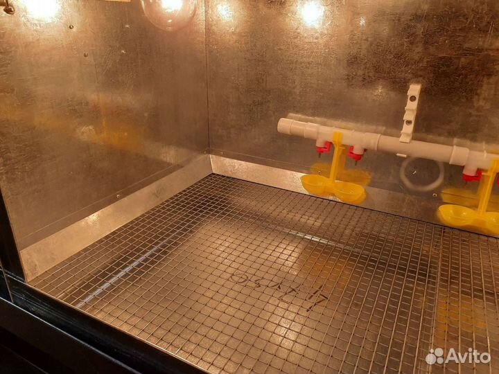 Брудер для цыплят