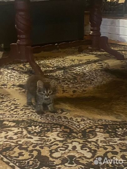 Очаровательный котенок