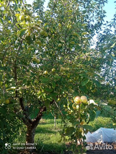 Слива 70 р, Яблоки дачные 40, мята