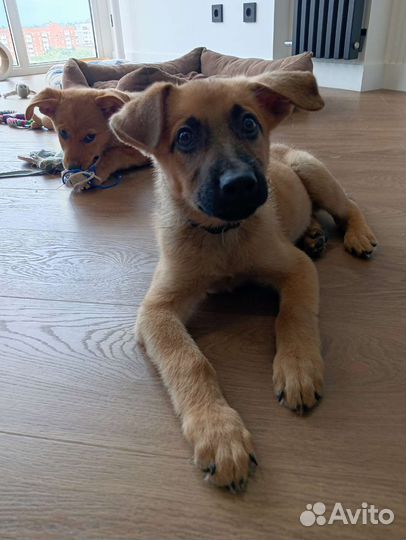 Щенки, мальчик и девочка в добрые руки