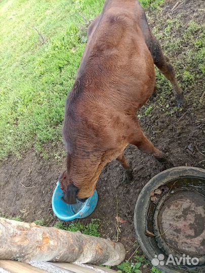 Телочка 3.5 месяца